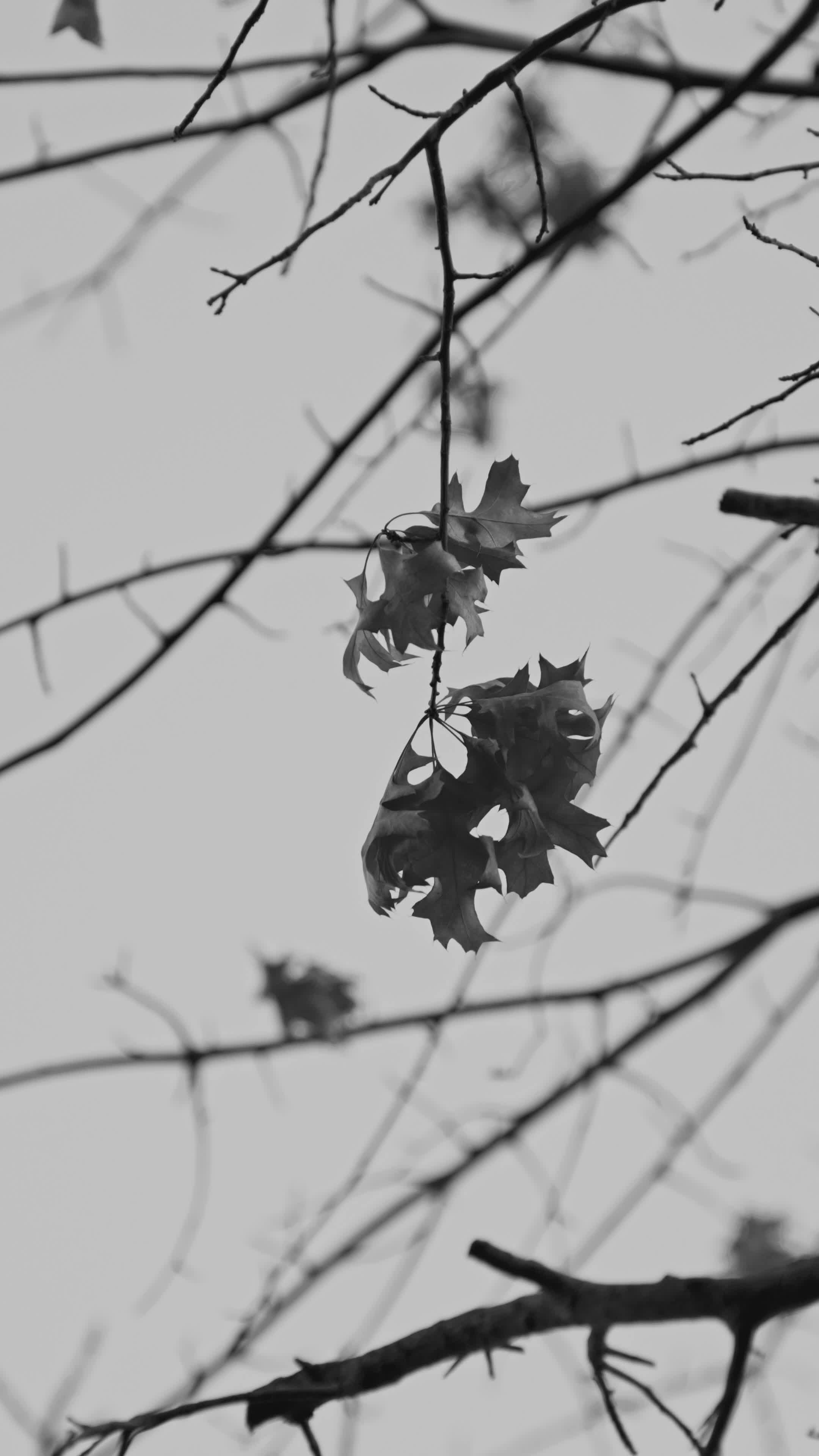 Video by Fatih Berat Örer