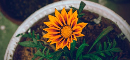 Zaman Atlamalı Bir Güneş çiçeğinin Görüntüleri Açıyor
