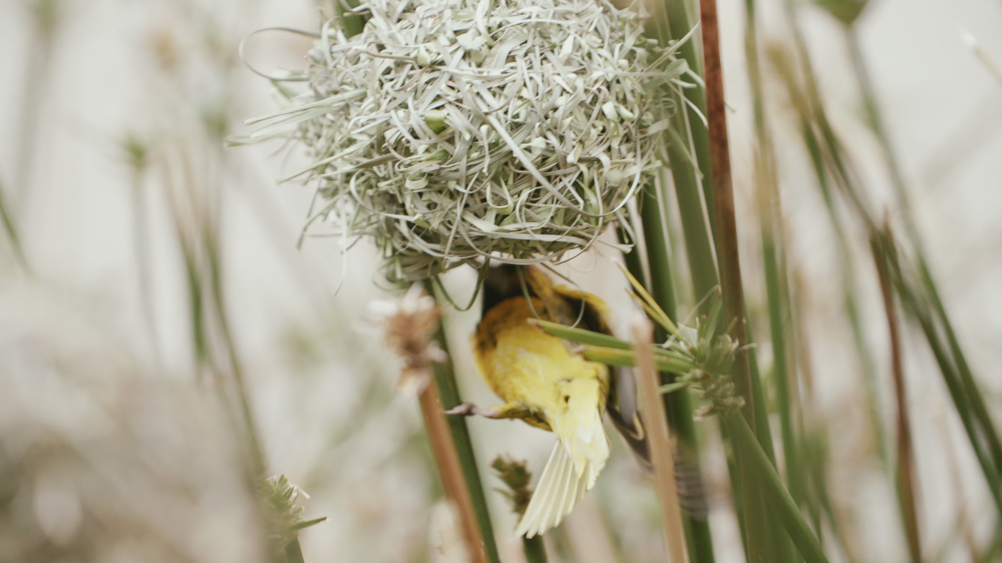 Southern Masked Weaver Building Nest in Reeds Free Stock Video Footage ...