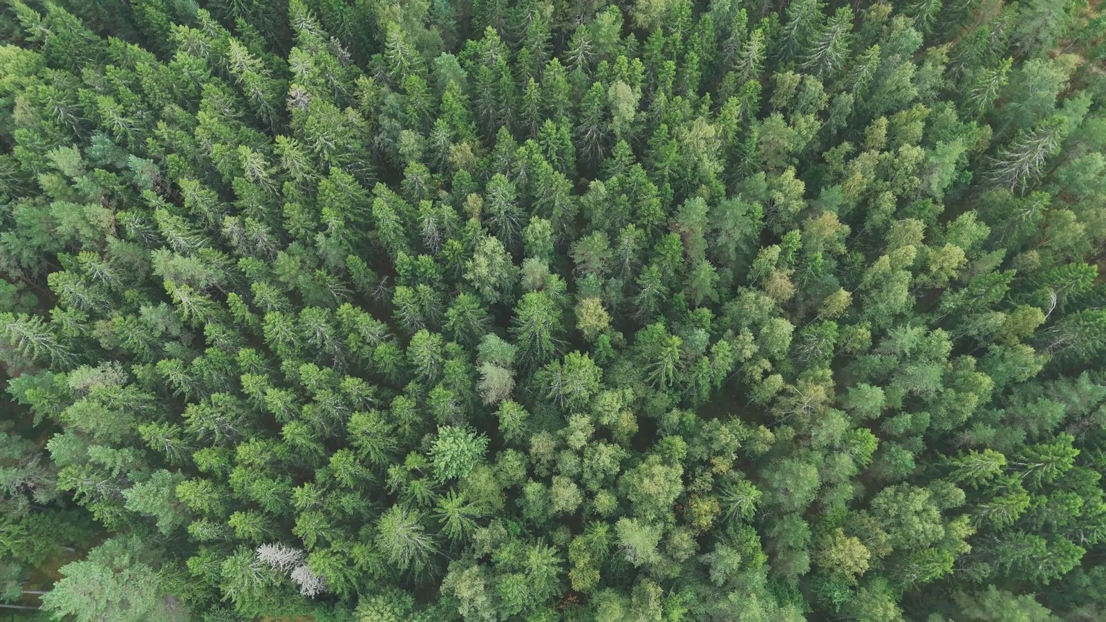 Stunning Aerial View of Lush Green Forest Free Stock Video Footage ...