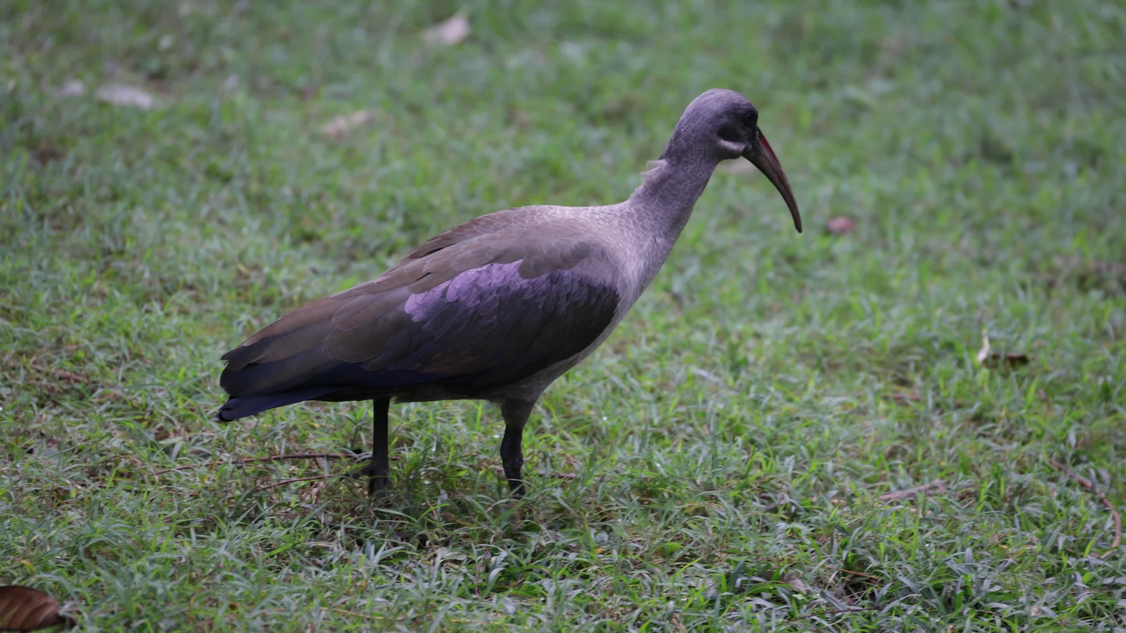 Ibis Hadada Buscando Comida En La Hierba · Vídeo de stock gratuito