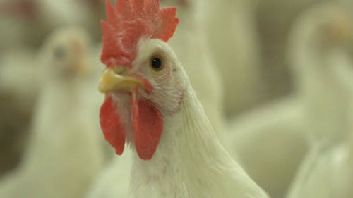 Peternakan Unggas Sebagai Bisnis Ayam