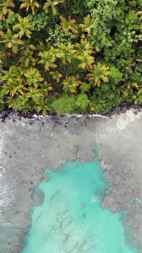 Vagues De La Mer Embrassant Un Rivage D'arbres