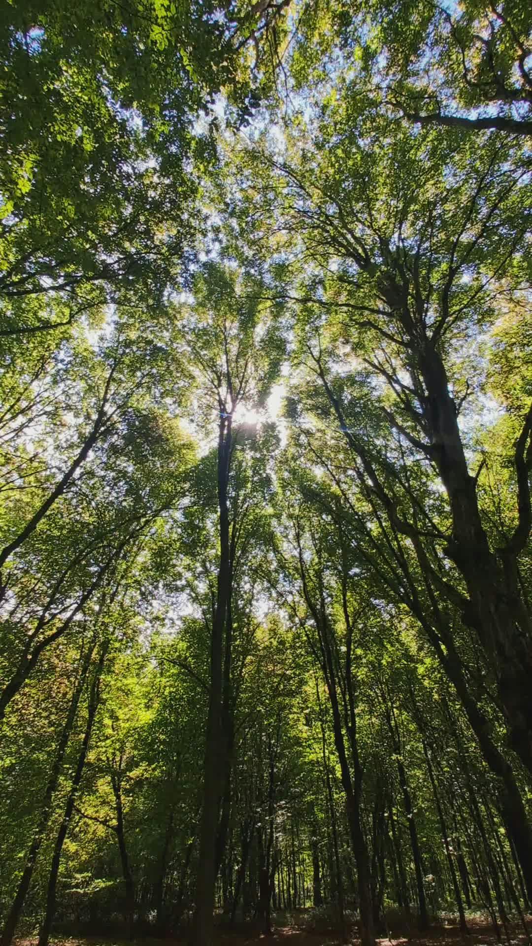 Video by Nikola Tomašić