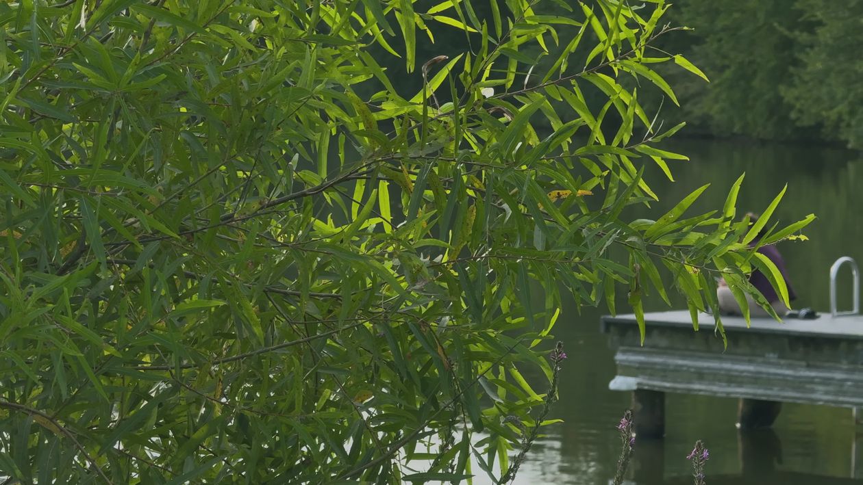 Tranquil Lake Scene with Lush Greenery Free Stock Video Footage ...