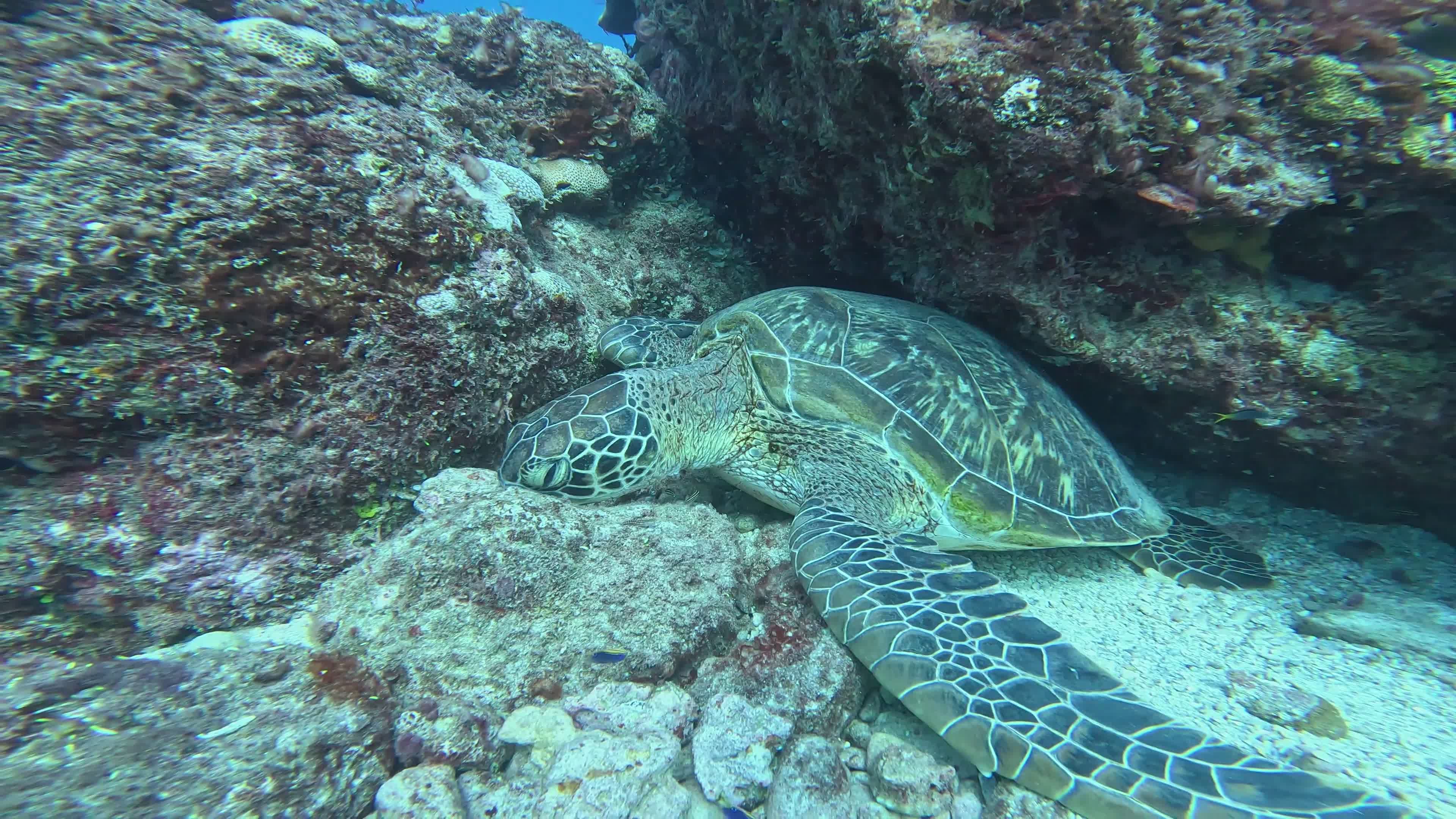 Peaceful Green Sea Turtle Resting Underwater Free Stock Video Footage ...