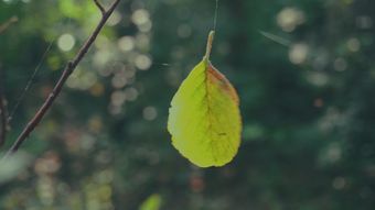 节气白露视频素材免费下载视频素材