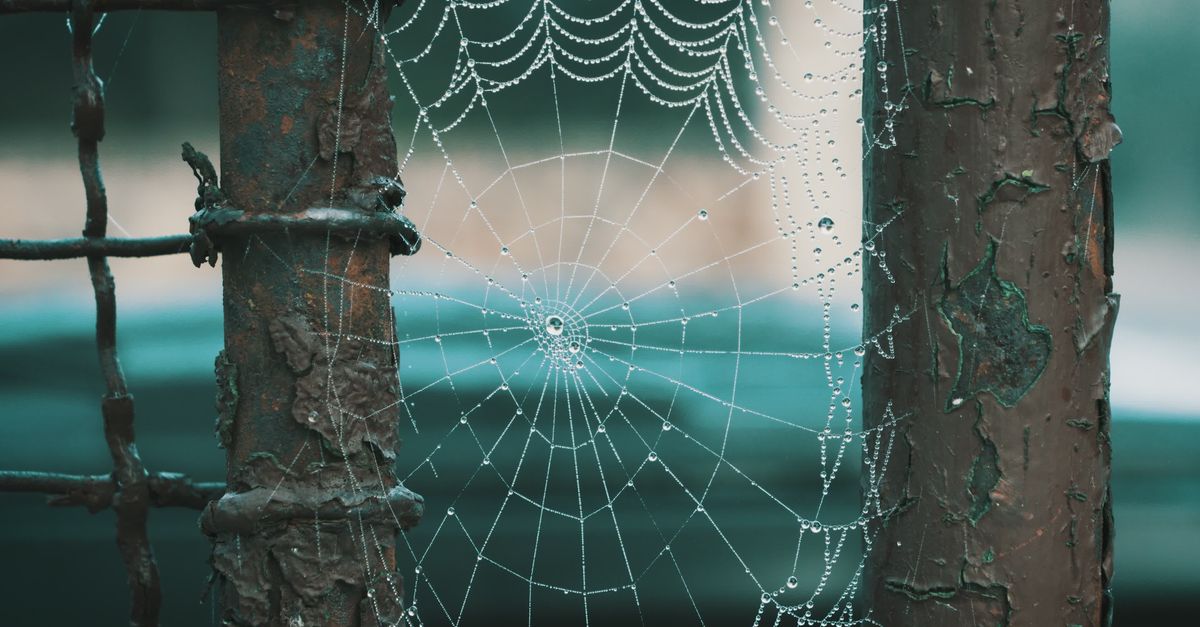 Rusty Web Dew-covered Spider Web on Rusty Fence in Morning Light Free Stock Video ...