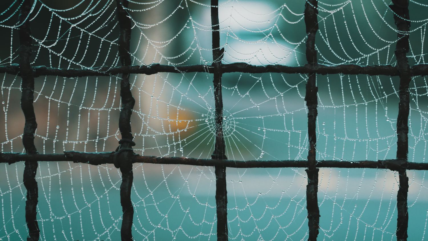 Spider Net Videos, Download The BEST Free 4k Stock Video Footage ...