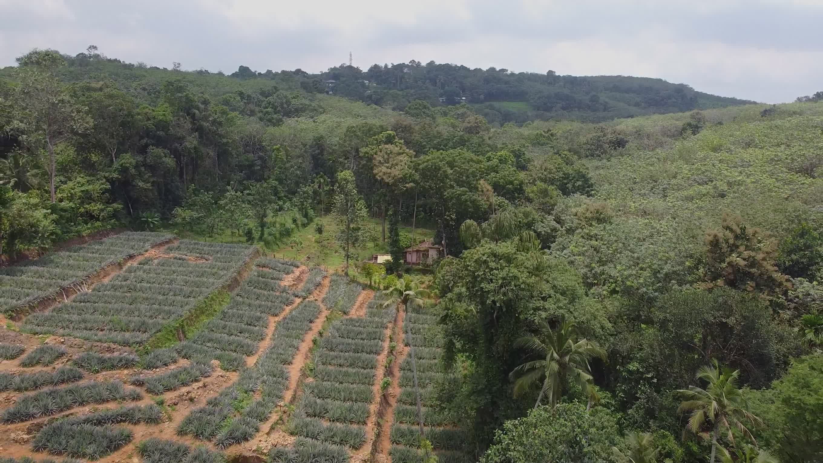 Fruit Farm video