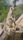 wildlife photography