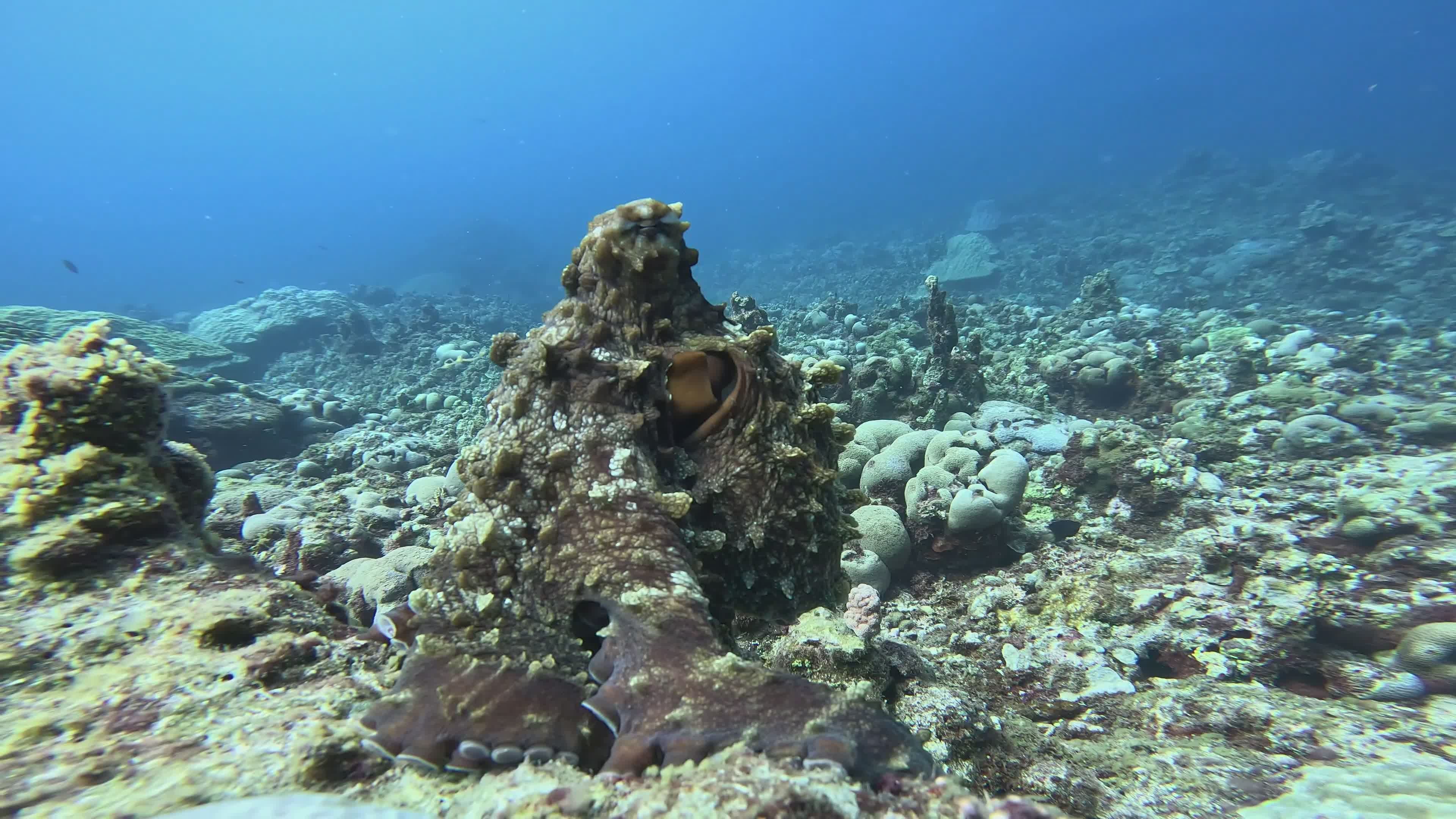 Octopus Resting on Coral Reef Underwater Scene Free Stock Video Footage ...