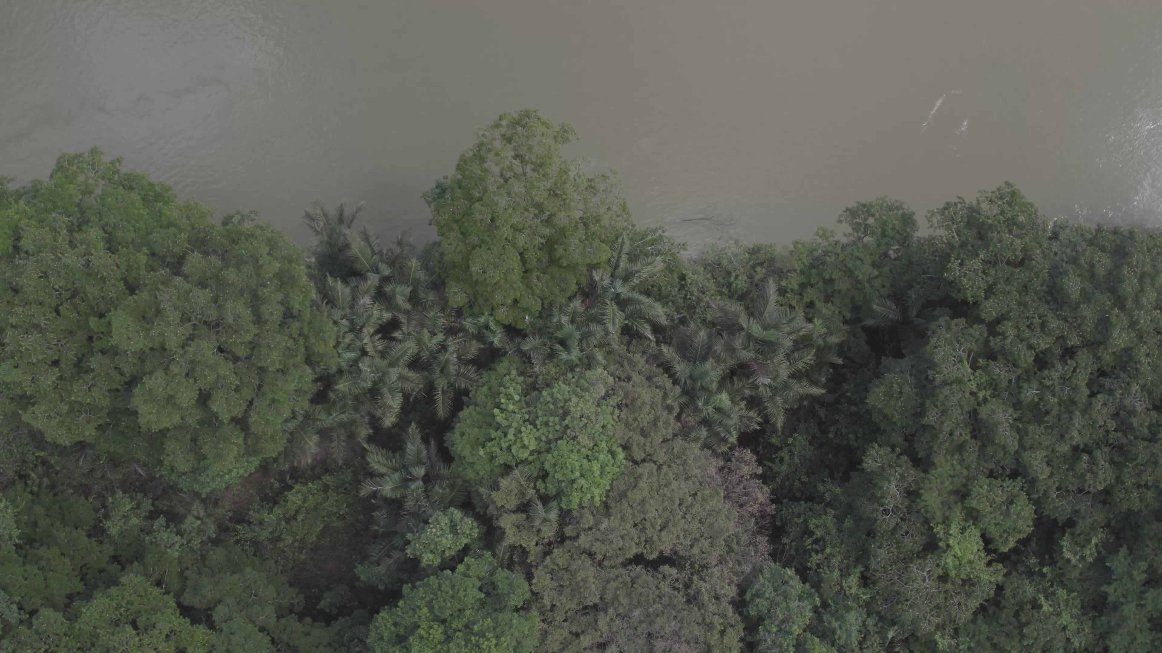 Aerial View of Lush Rainforest by the River Free Stock Video Footage ...