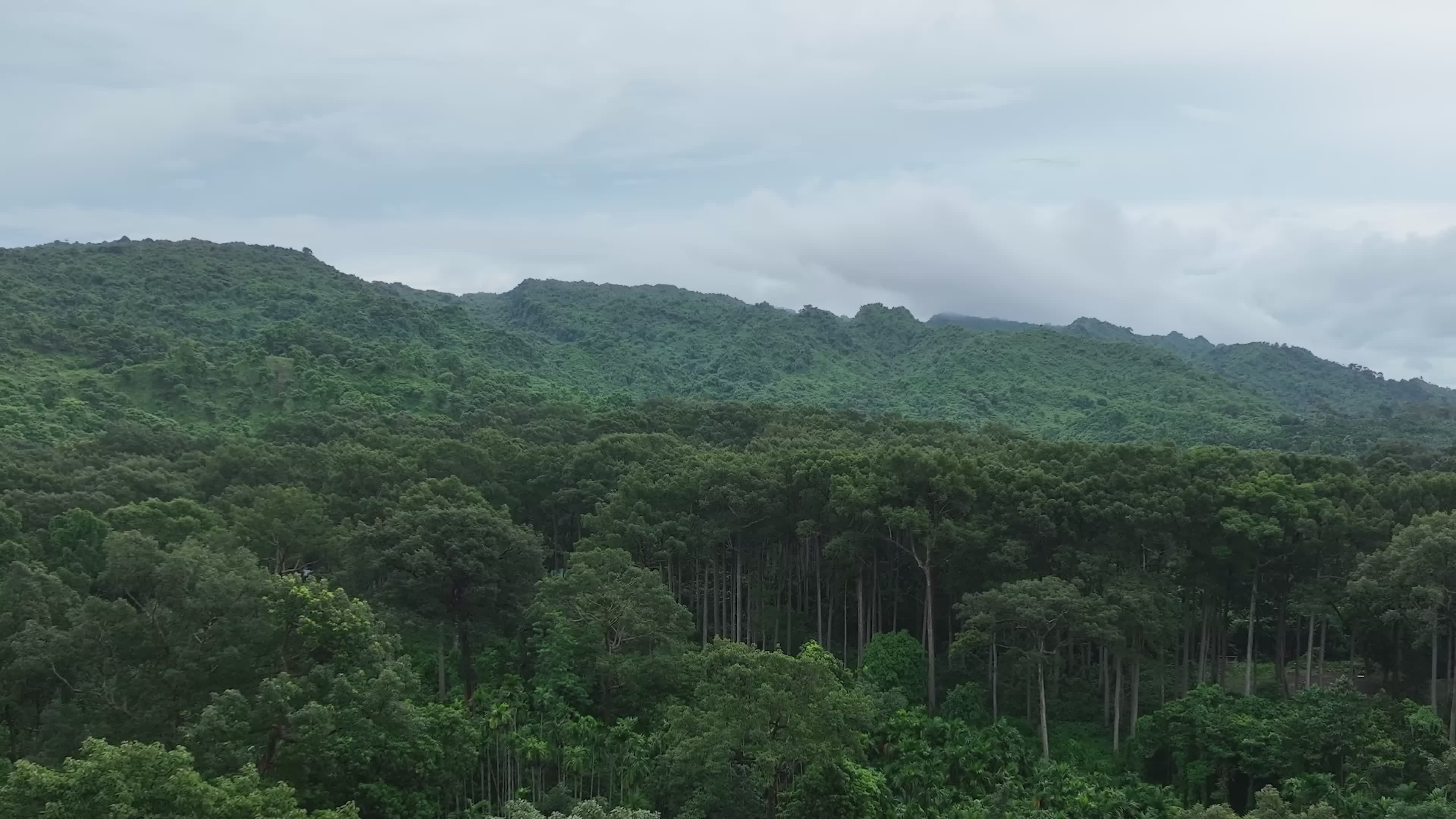Lush Green Forest Landscape in Bangladesh Free Stock Video Footage ...
