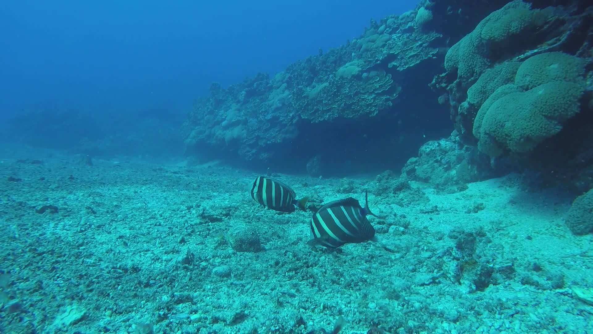 Vibrant Tropical Fish Exploring Coral Reefs Underwater Free Stock Video ...