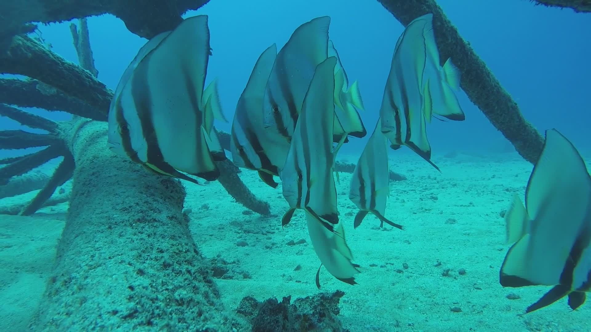 School of Batfish Swimming Underwater Free Stock Video Footage, Royalty ...
