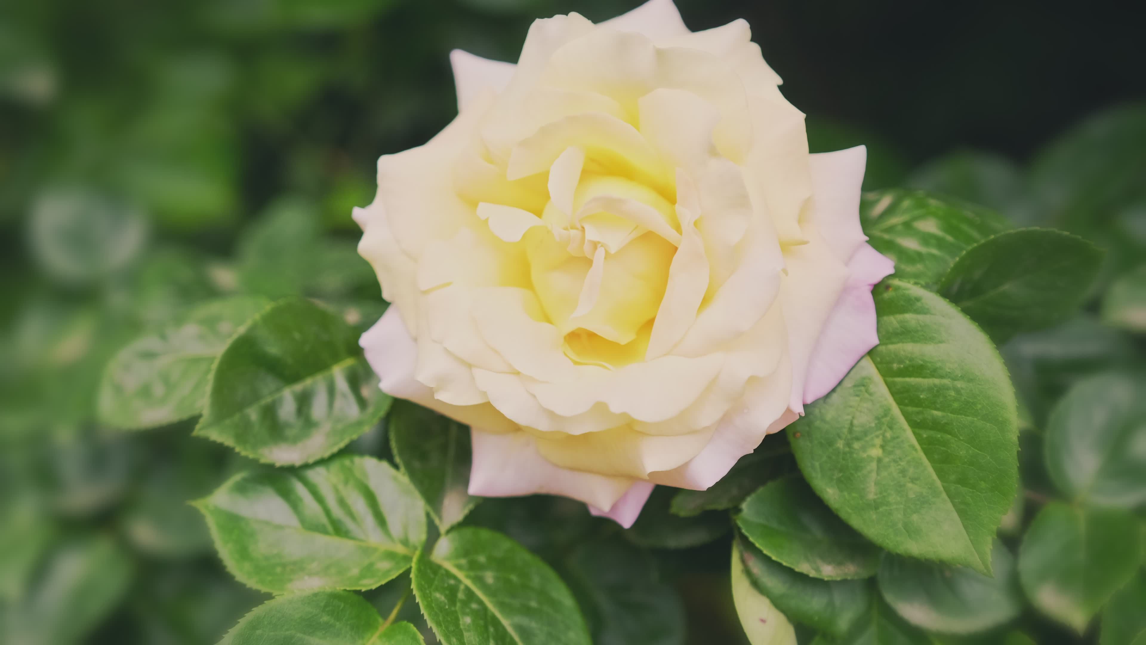 Bee Pollinates Yellow Rose in Sunny Garden Free Stock Video Footage ...