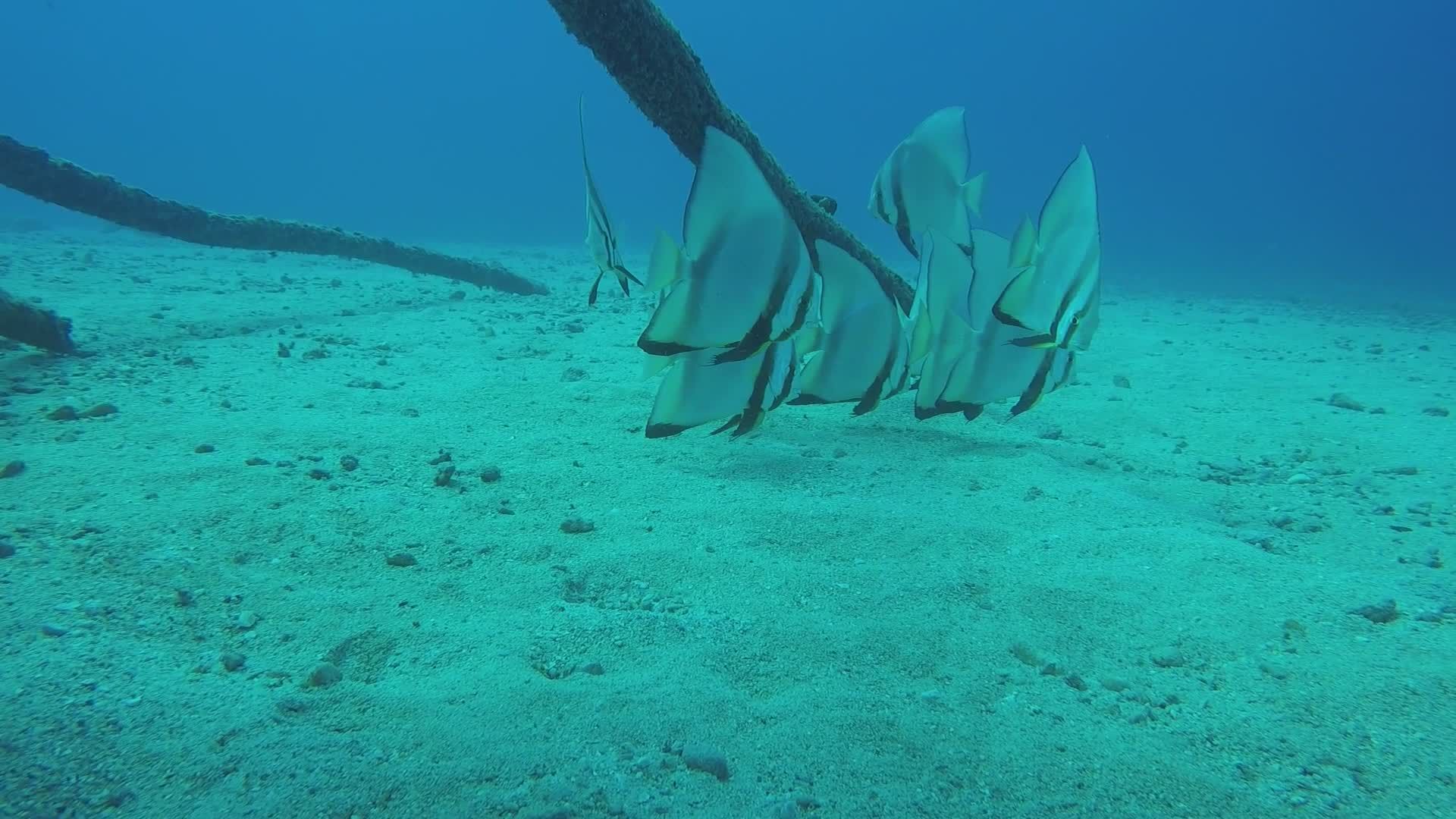 Underwater School of Batfish Swimming Gracefully Free Stock Video ...