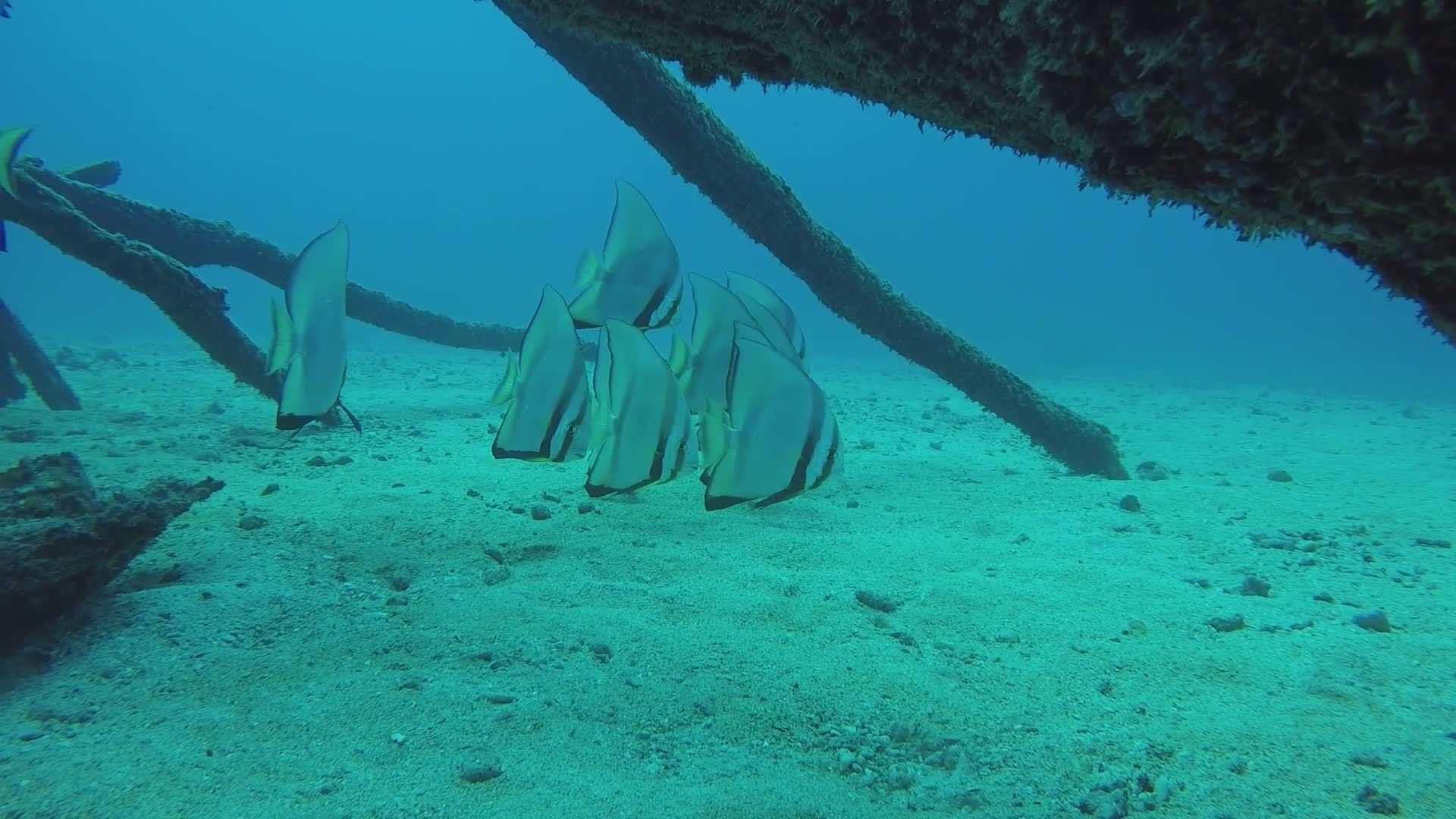 School of Batfish Among Submerged Tree Branches Free Stock Video ...