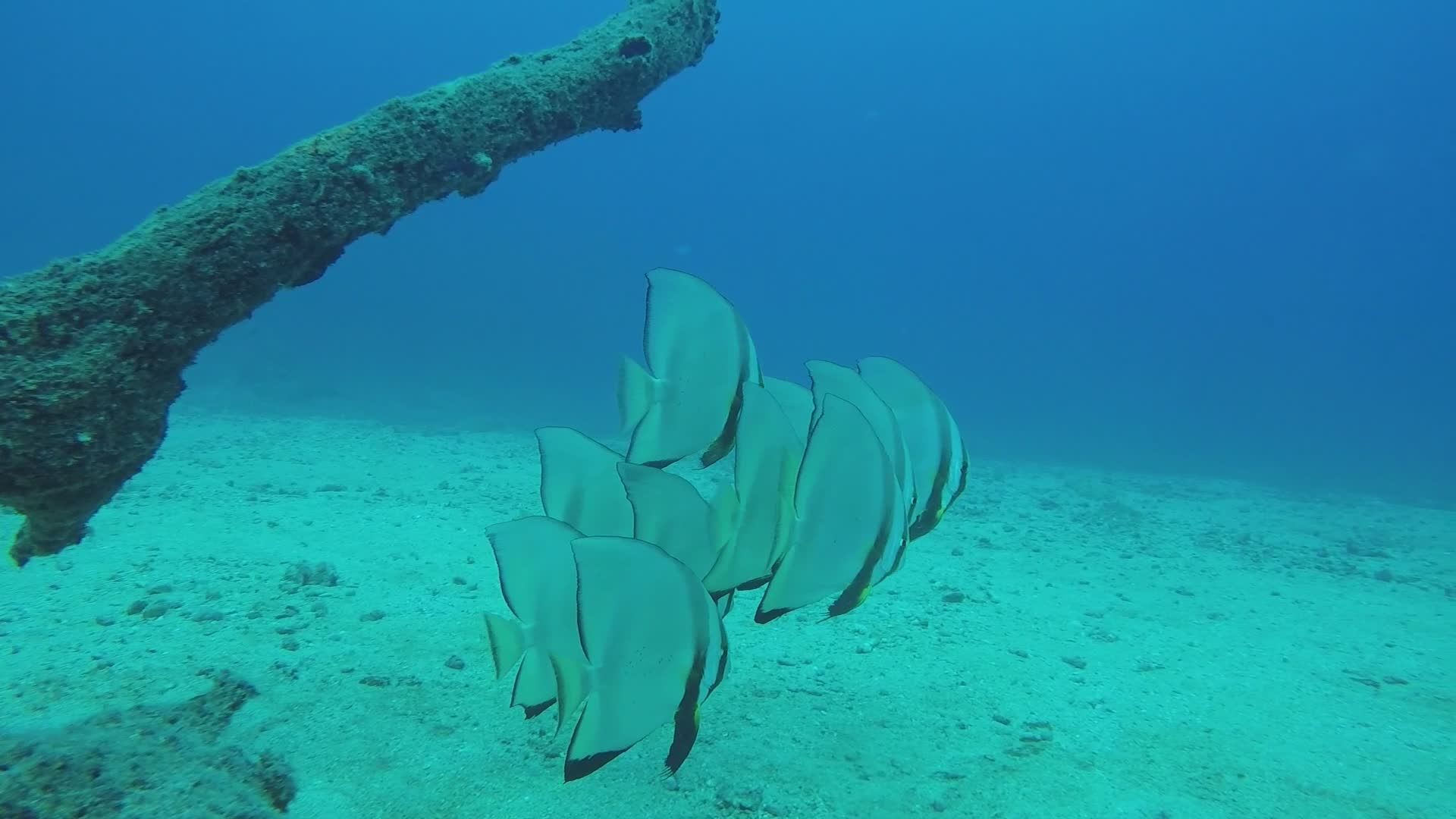 School of Batfish Swimming Underwater Free Stock Video Footage, Royalty ...