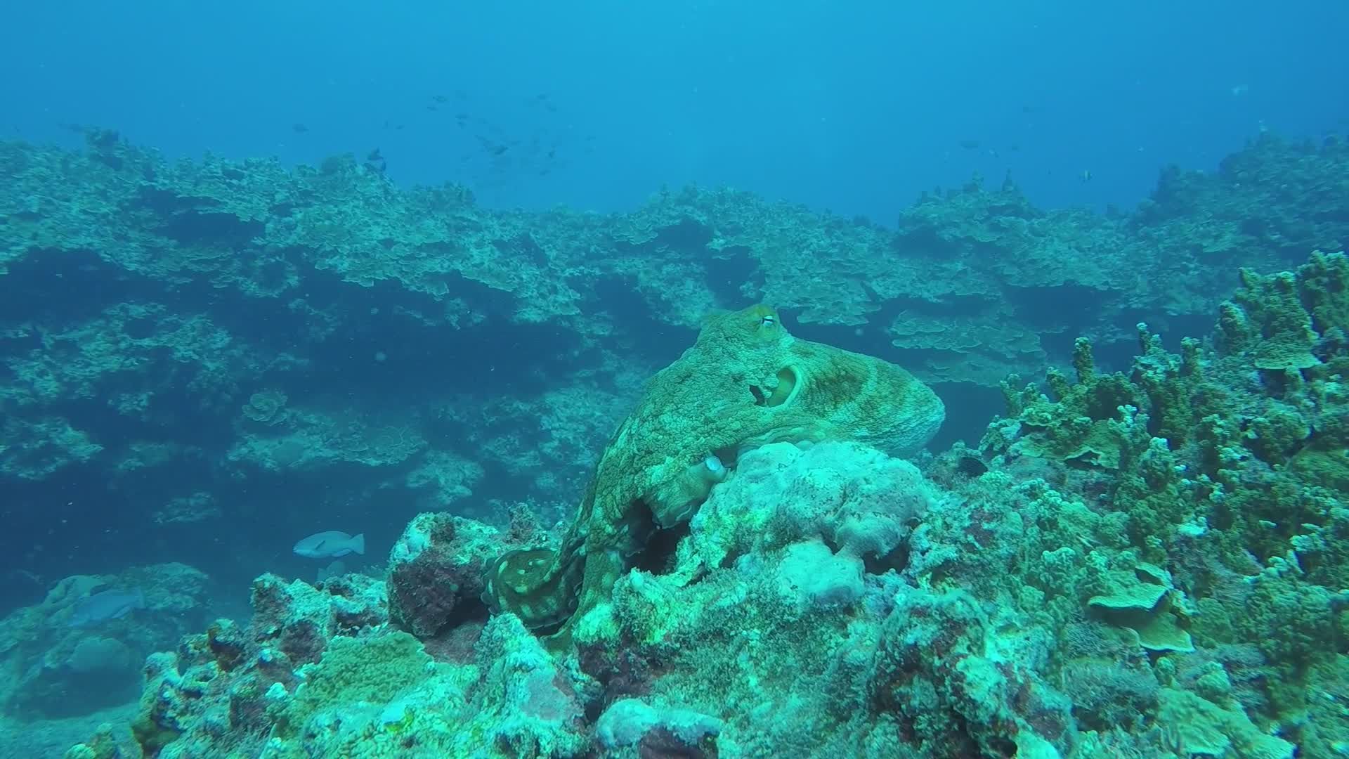 Octopus Camouflaging on Coral Reef Underwater Free Stock Video Footage ...
