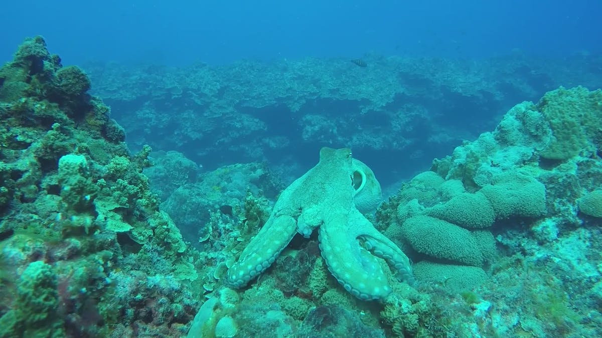 Octopus Videos, Download The BEST Free 4k Stock Video Footage & Octopus ...