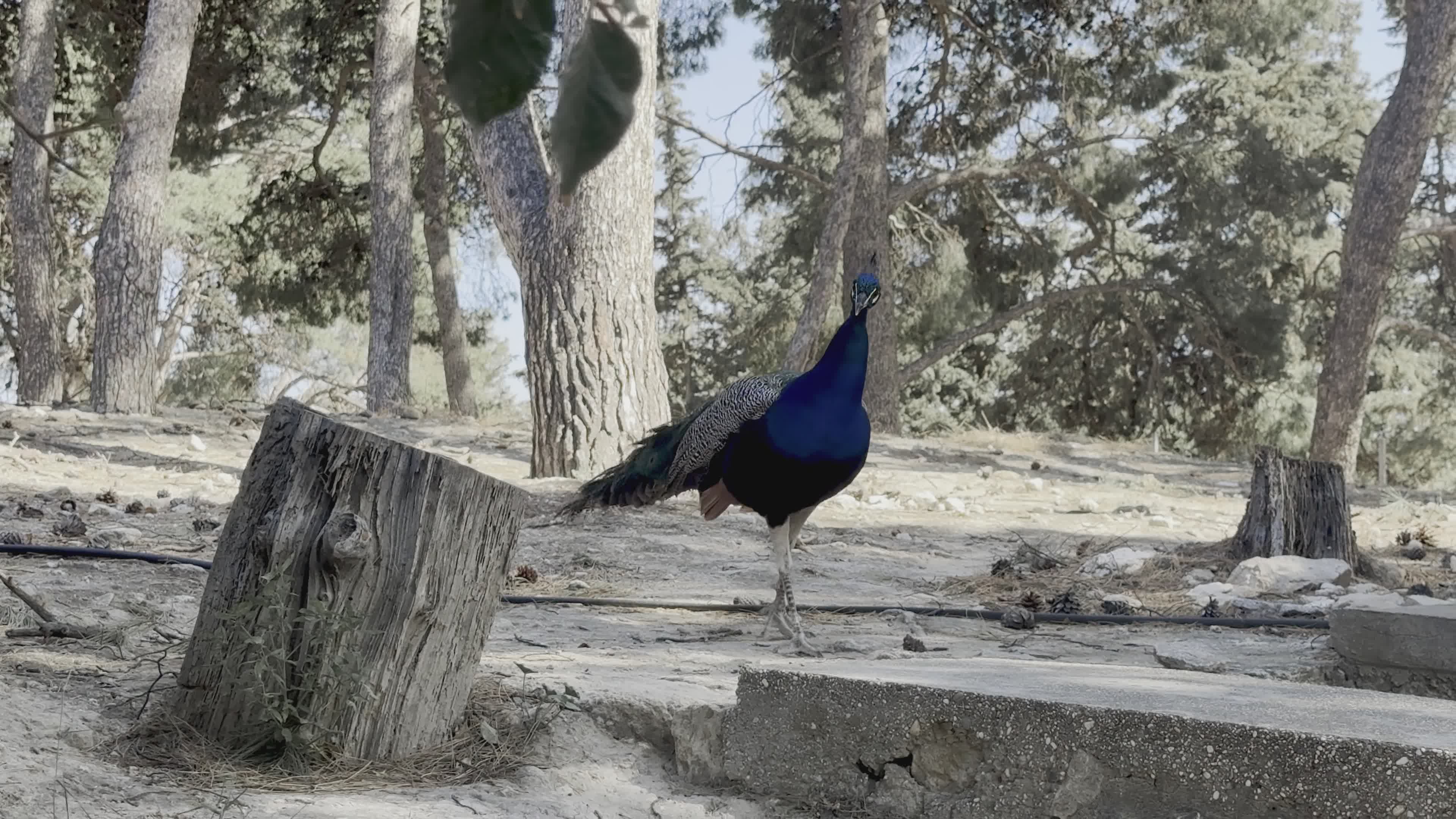 Elegant Peacock in Natural Habitat Free Stock Video Footage, Royalty ...