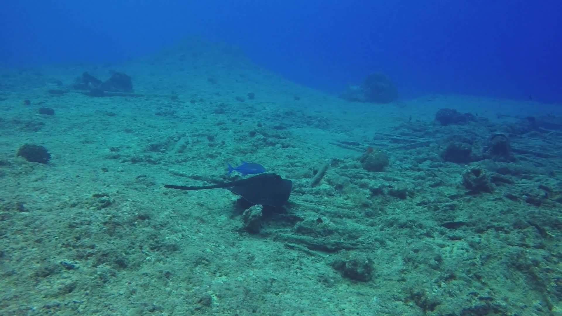 serene underwater scene with ocean floor 33924272 — free pexels stock footage