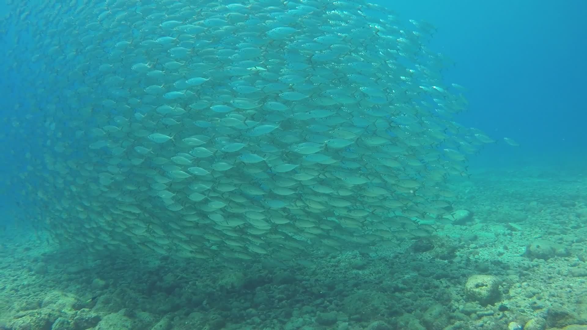 Vibrant School of Fish Swimming Underwater Free Stock Video Footage ...