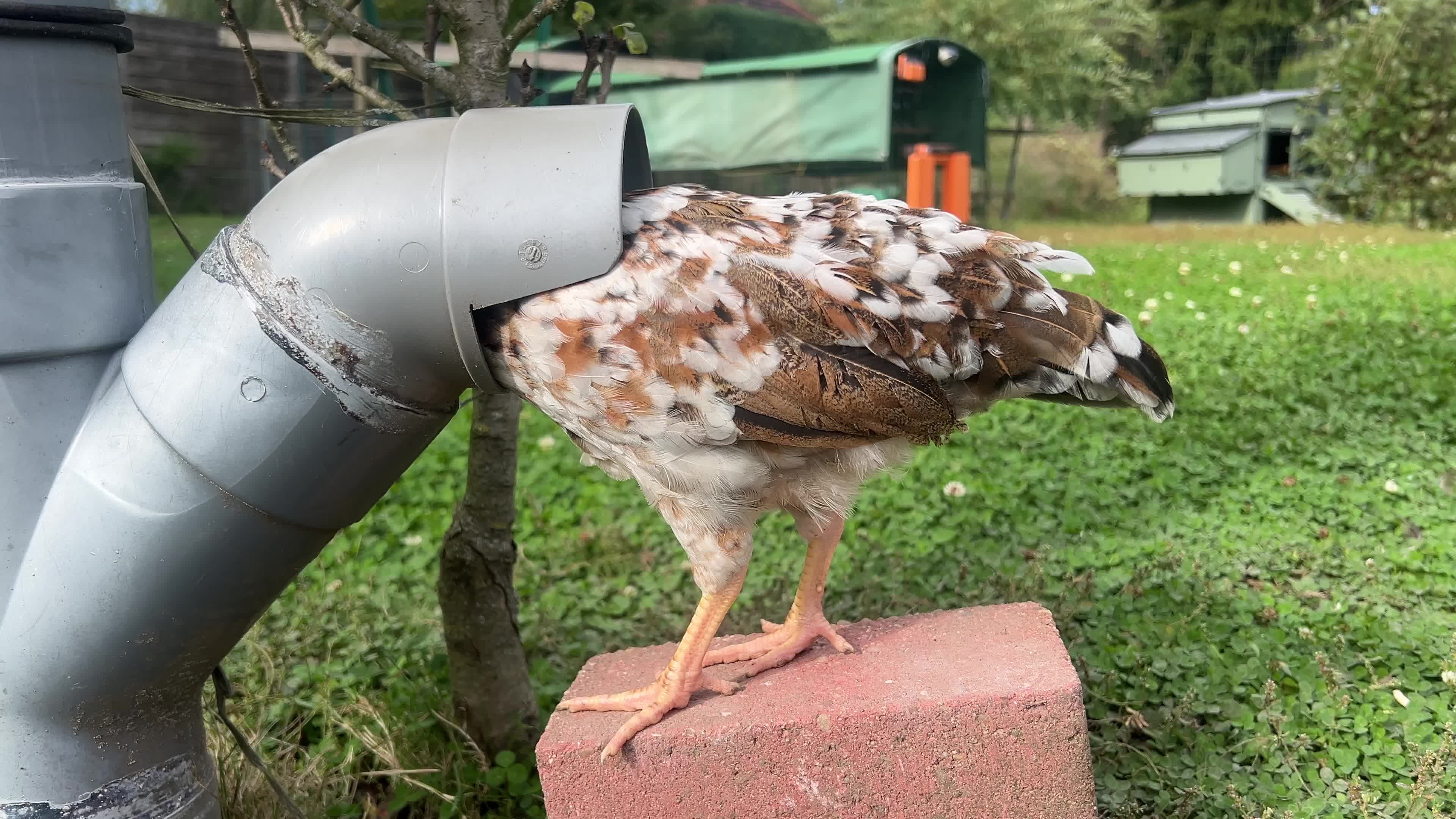 Curious Chick Investigating Drainage Pipe Outdoors Free Stock Video ...
