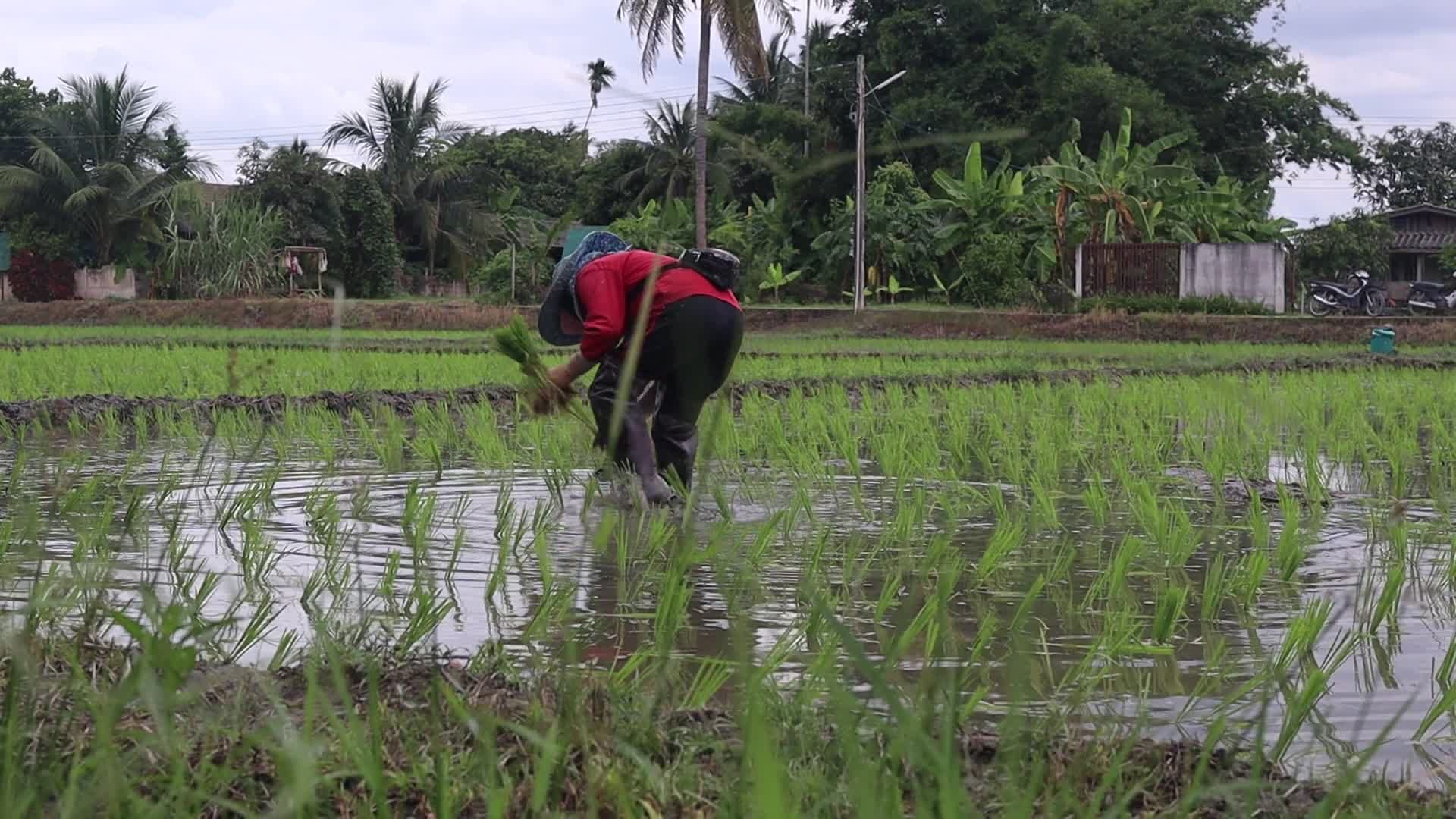 Traditional Rice Planting in Southeast Asia Free Stock Video Footage ...