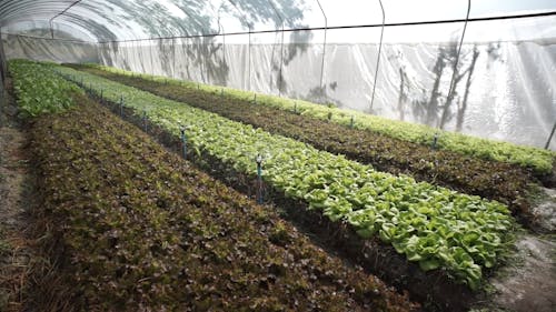 Vegetable Plants Grown On A Greenhouse 