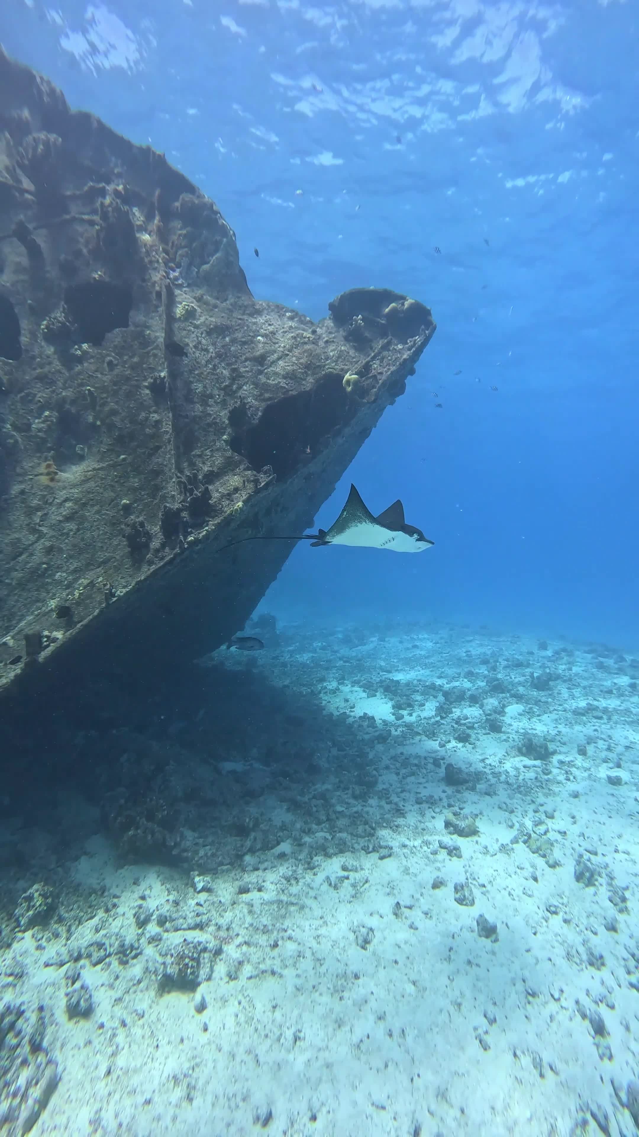 Graceful Stingray Glides Near Underwater Shipwreck Free Stock Video ...
