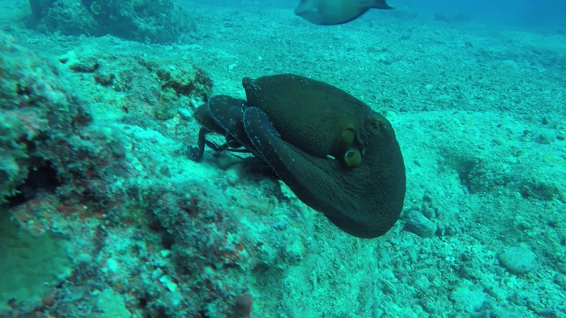 Mesmerizing Octopus Movement on Ocean Floor Free Stock Video Footage ...