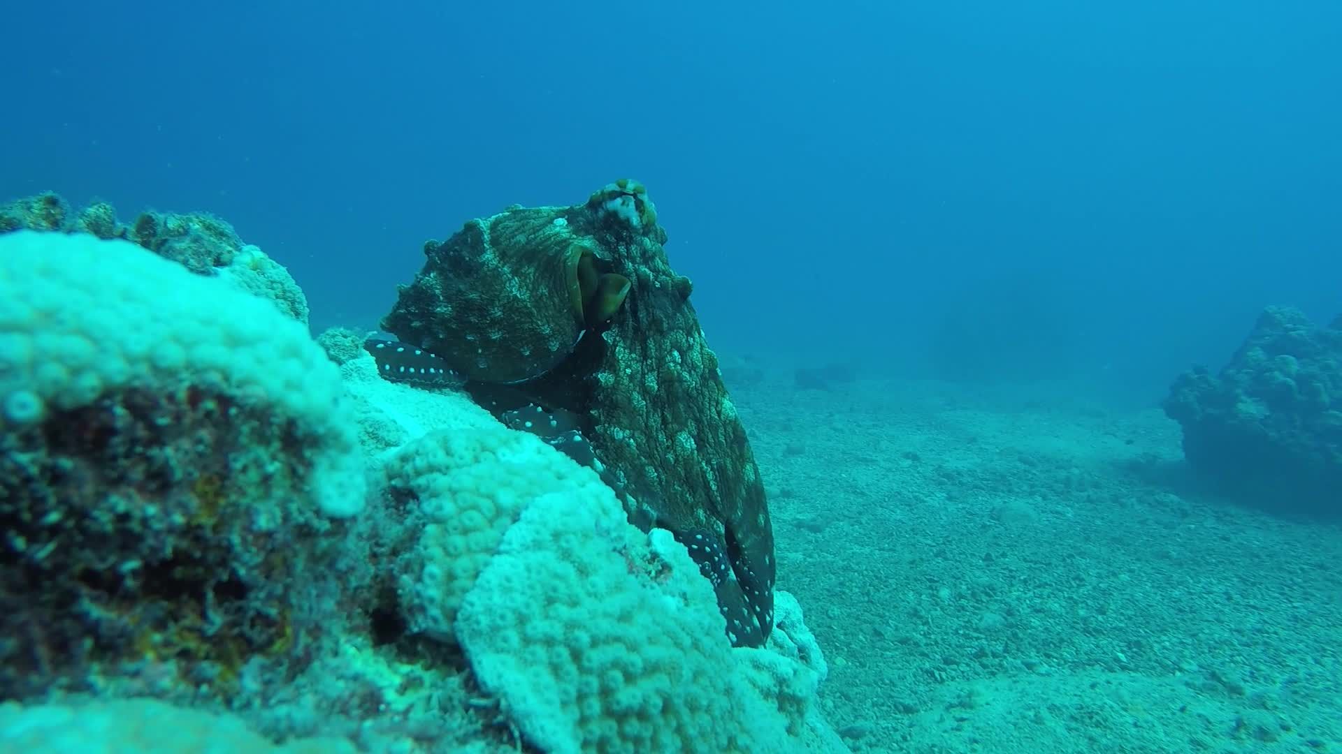 Mesmerizing Underwater Octopus Camouflage in Coral Reef Free Stock ...