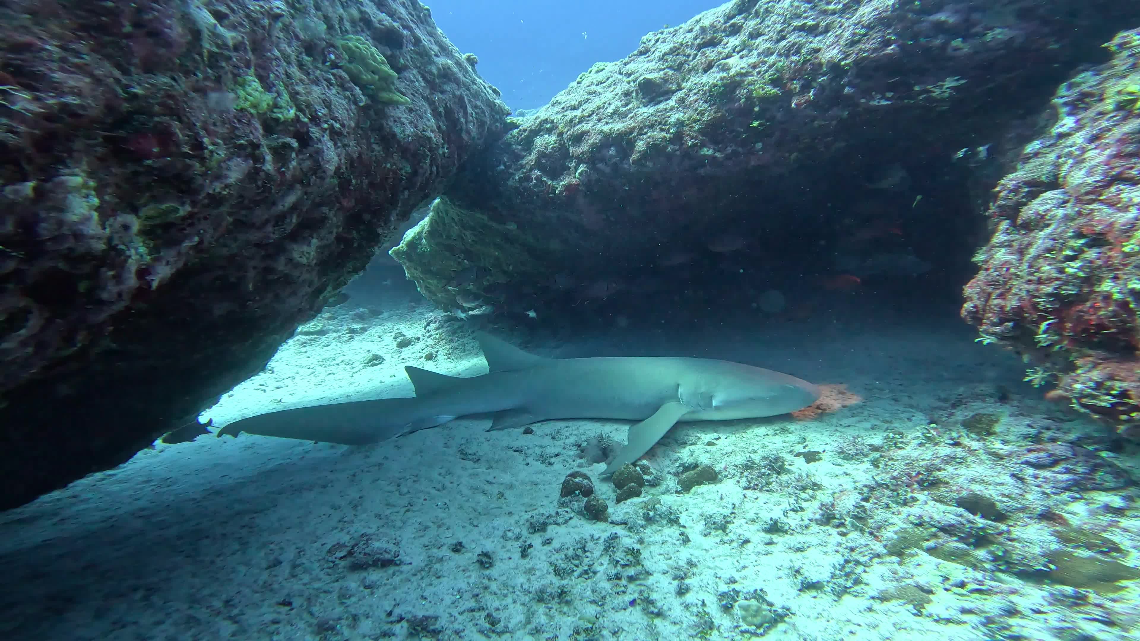 Shark Resting Under Coral Reef Arch Free Stock Video Footage, Royalty ...