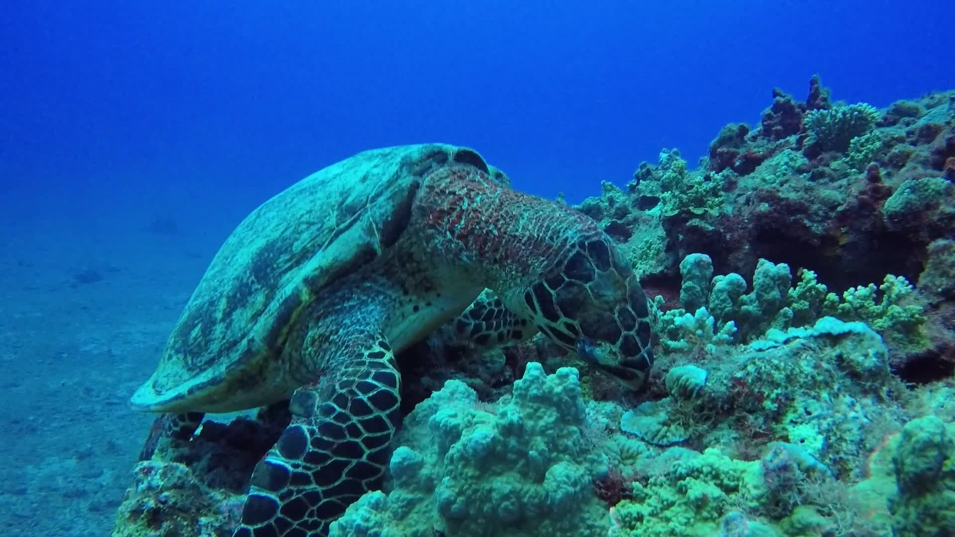 Underwater Footage of a Sea Turtle on Coral Reef Free Stock Video ...