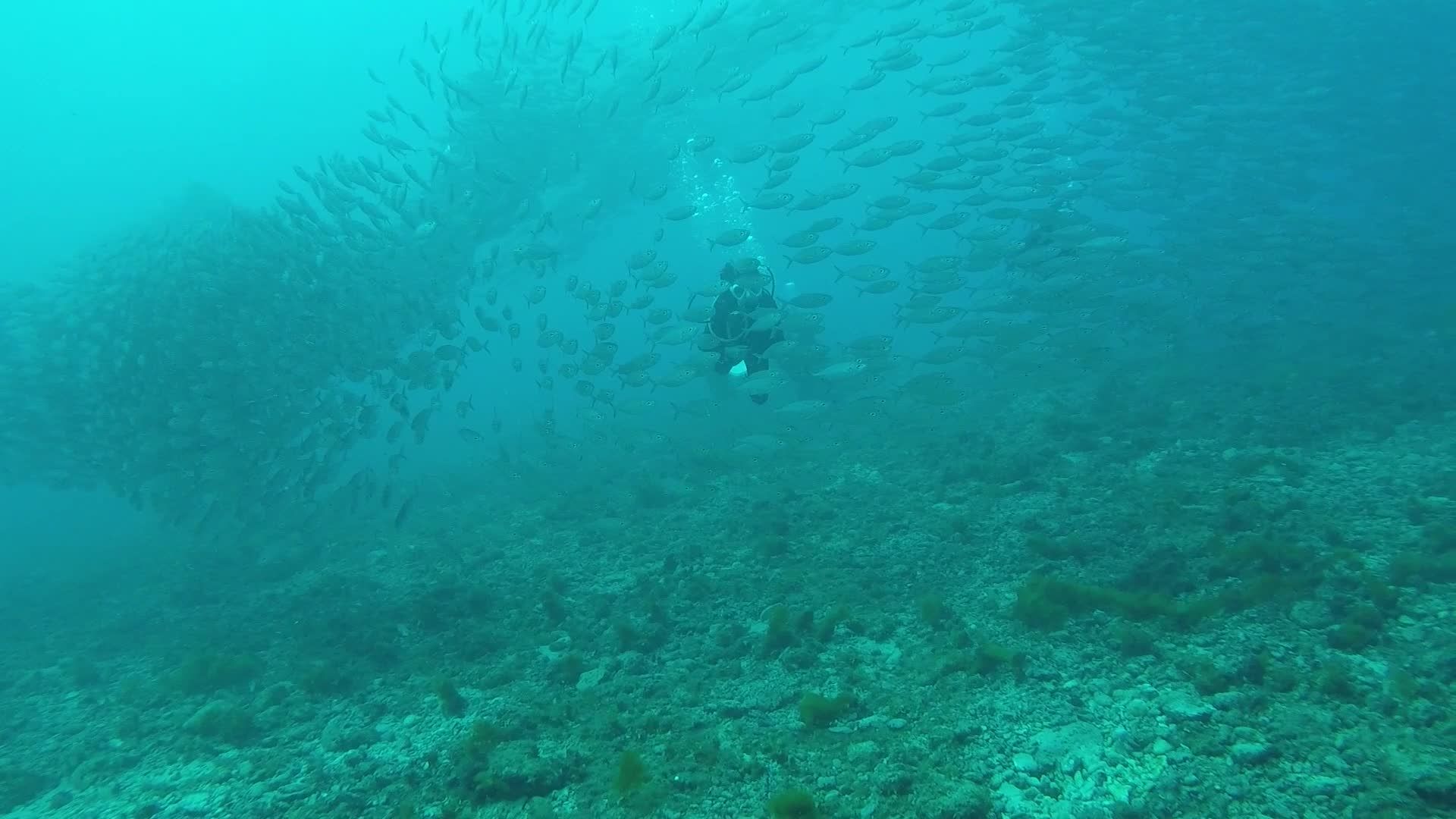 Diver Navigates Through School of Fish Underwater Free Stock Video ...