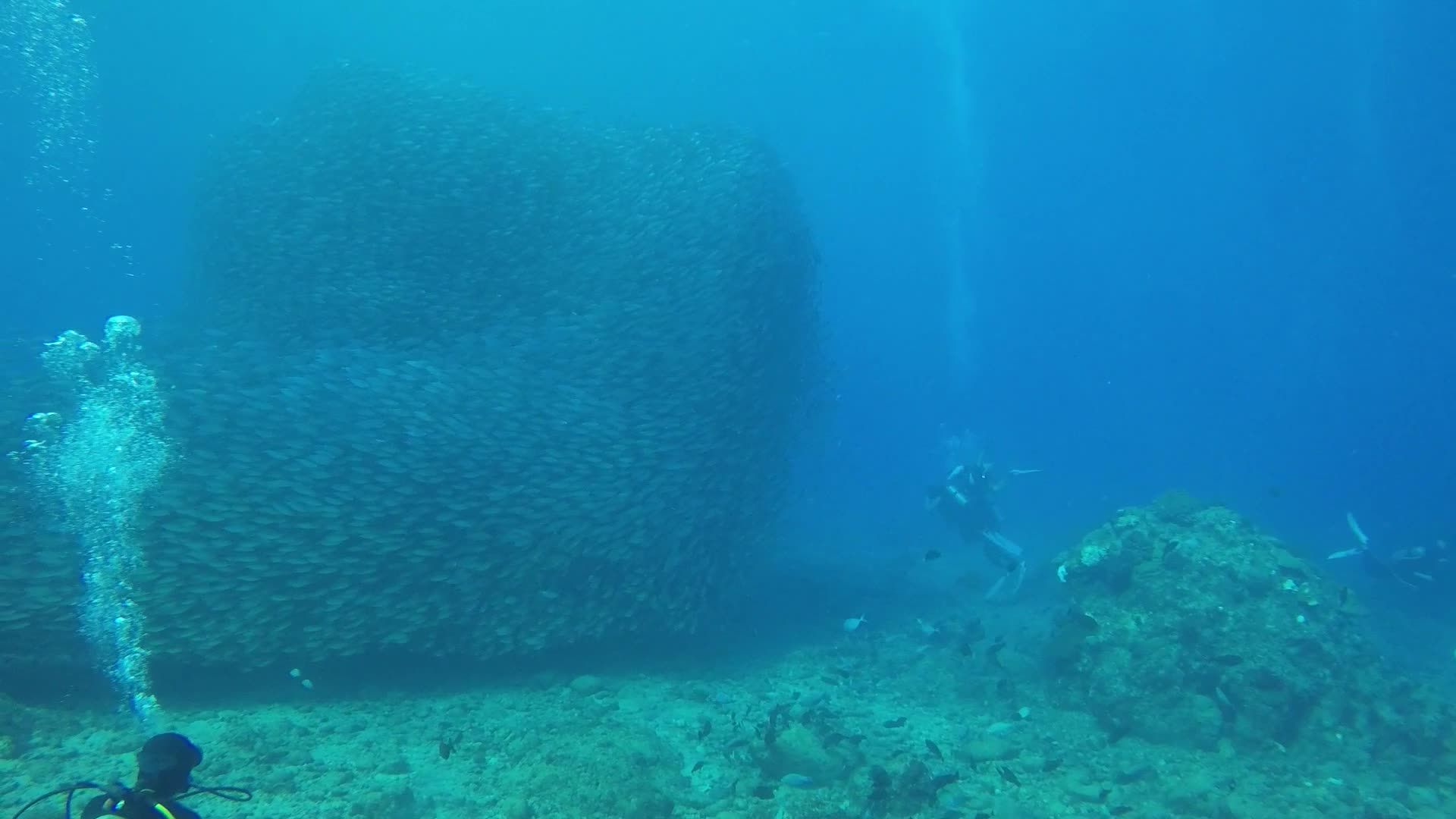 Underwater Scuba Diving with School of Fish Free Stock Video Footage ...