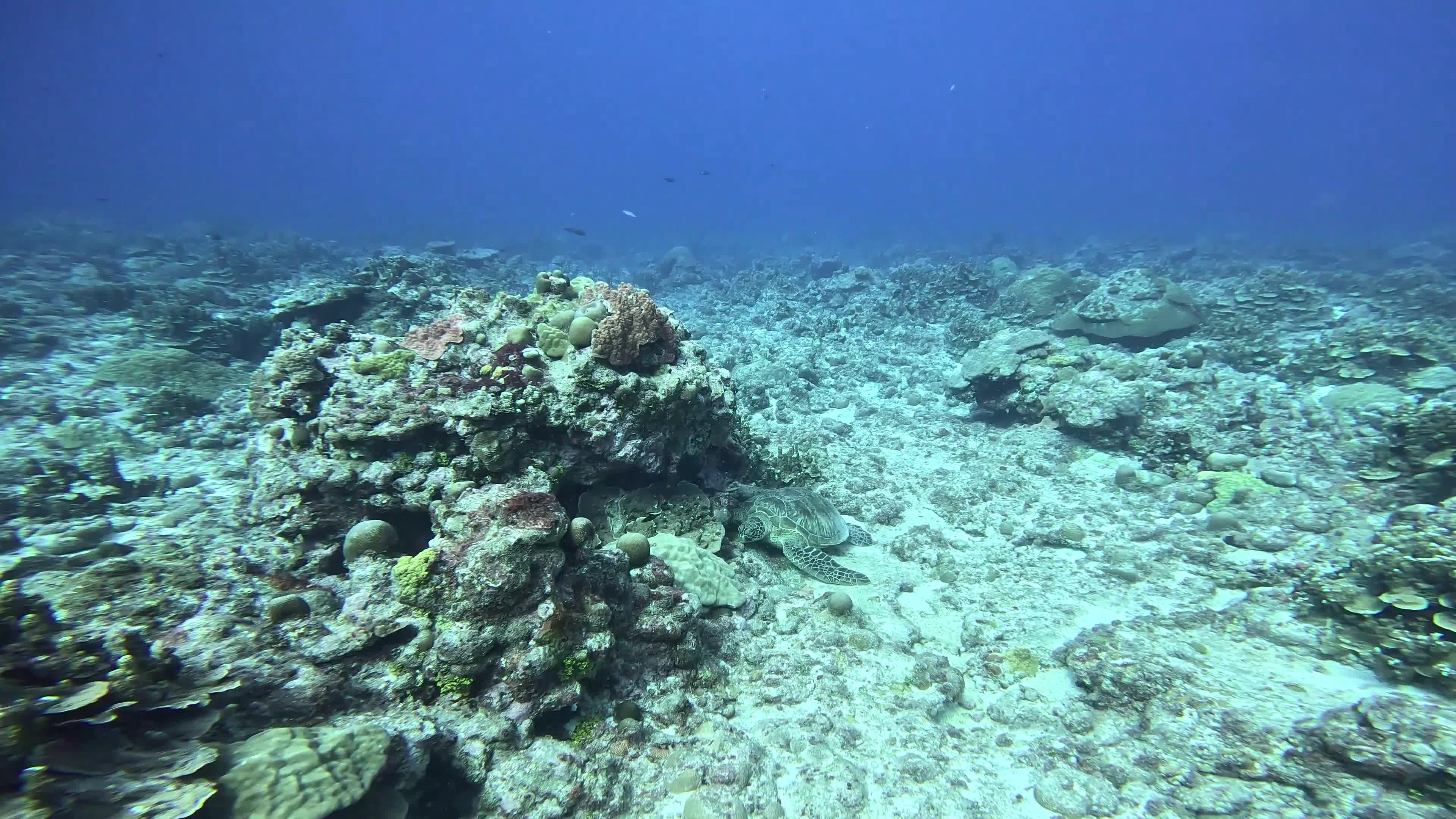 Scenic Underwater Coral Reef with Sea Turtle Free Stock Video Footage ...