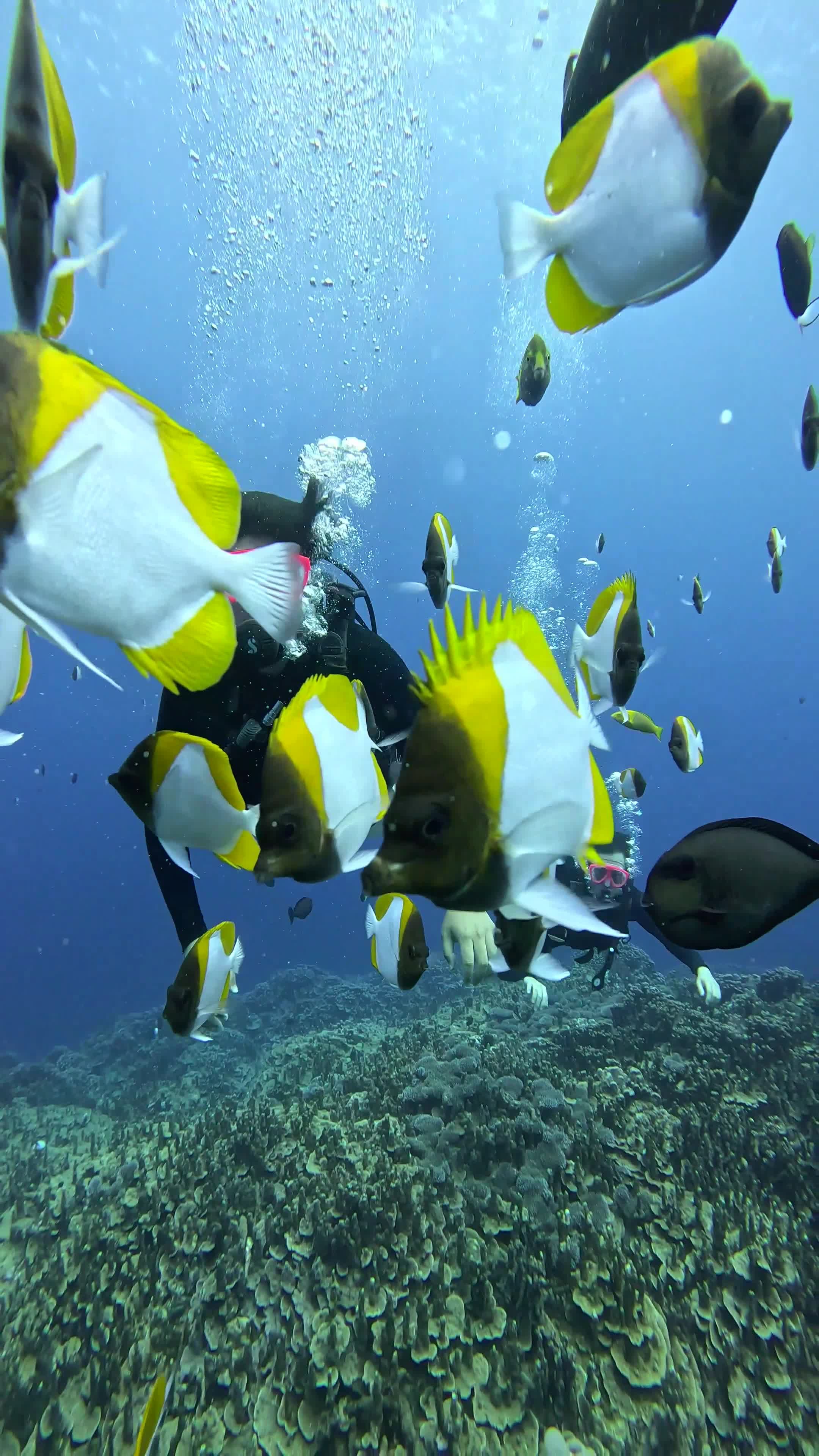 Scuba Divers Among Vibrant Reef Fish Free Stock Video Footage, Royalty ...