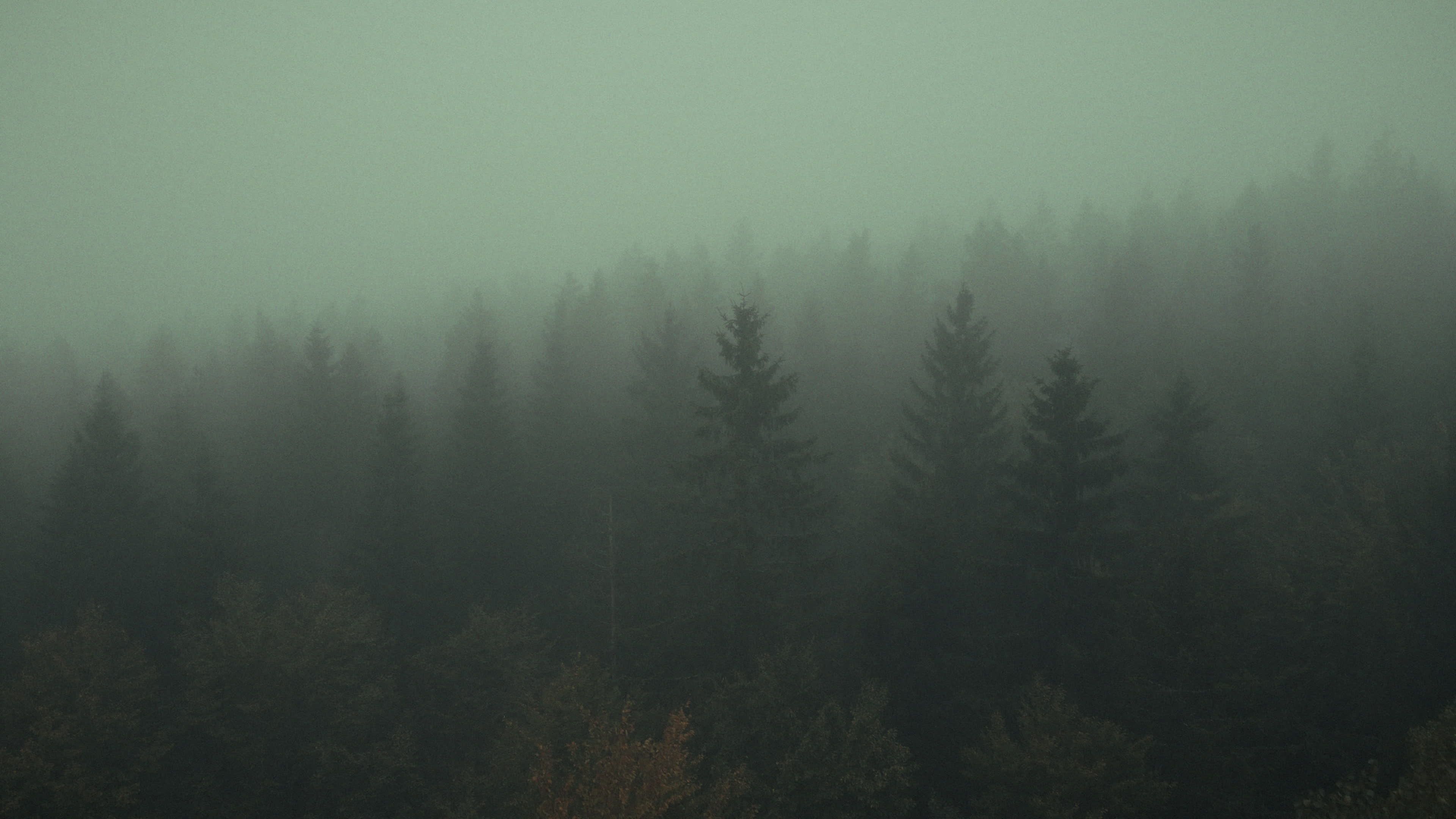 eerie misty forest in dense fog 34061738 — free pexels stock footage