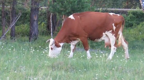 A Cattle Feeding On Pasture Grass