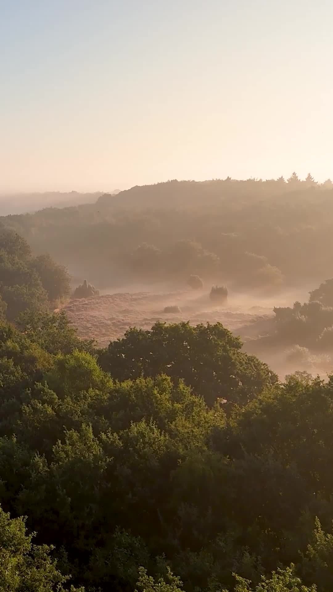 Misty Sunrise Over Lush Green Forest Valley Free Stock Video Footage ...