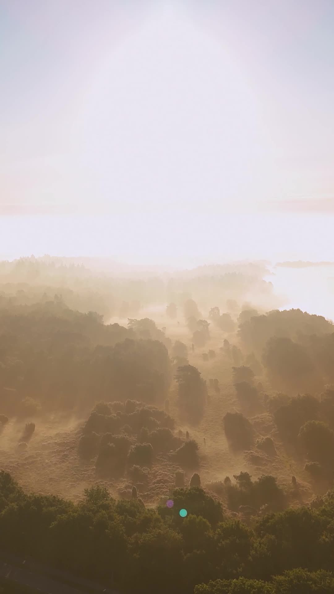 Aerial View of Misty Forest Sunrise Free Stock Video Footage, Royalty ...