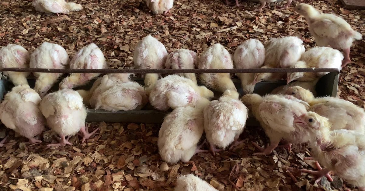 Illustration of Feeding Frozen Thawed Chicks With Sustainable Spring Feed