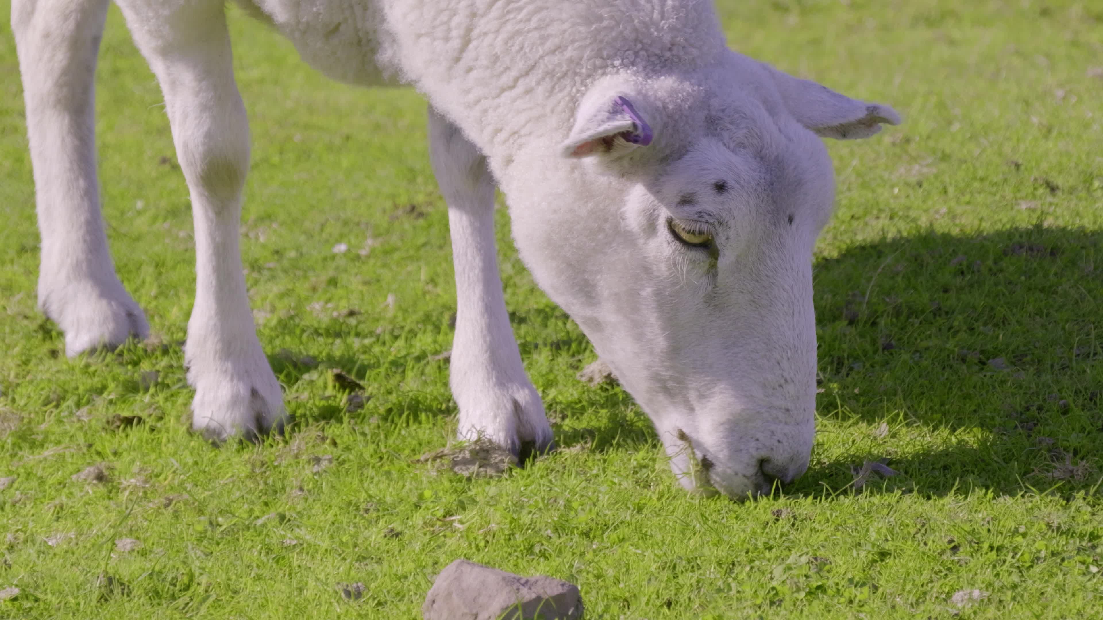 Sheep Grazing Peacefully on Green Pasture Free Stock Video Footage ...