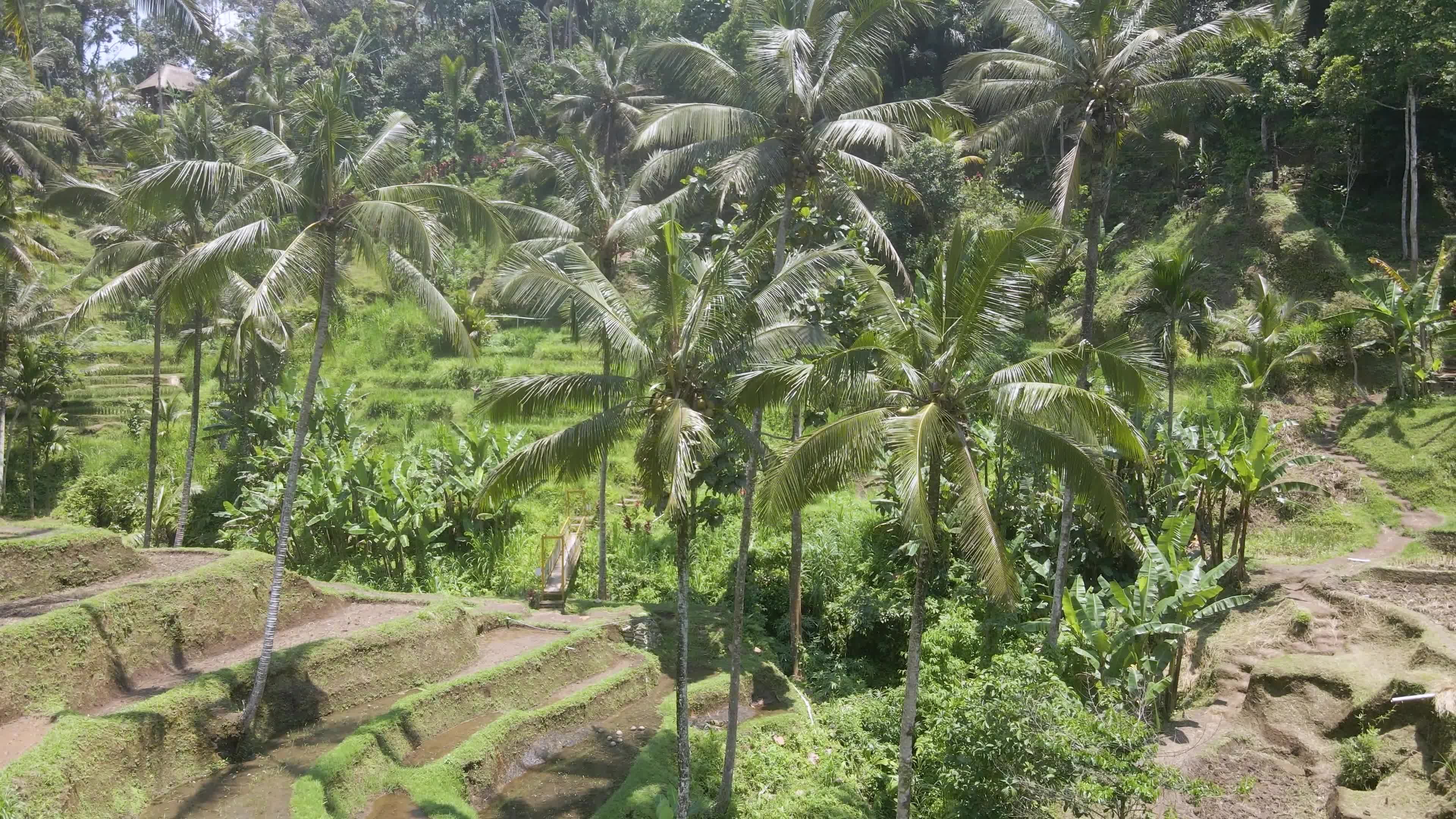 Aerial View of Lush Green Rice Terraces in Indonesia Free Stock Video ...
