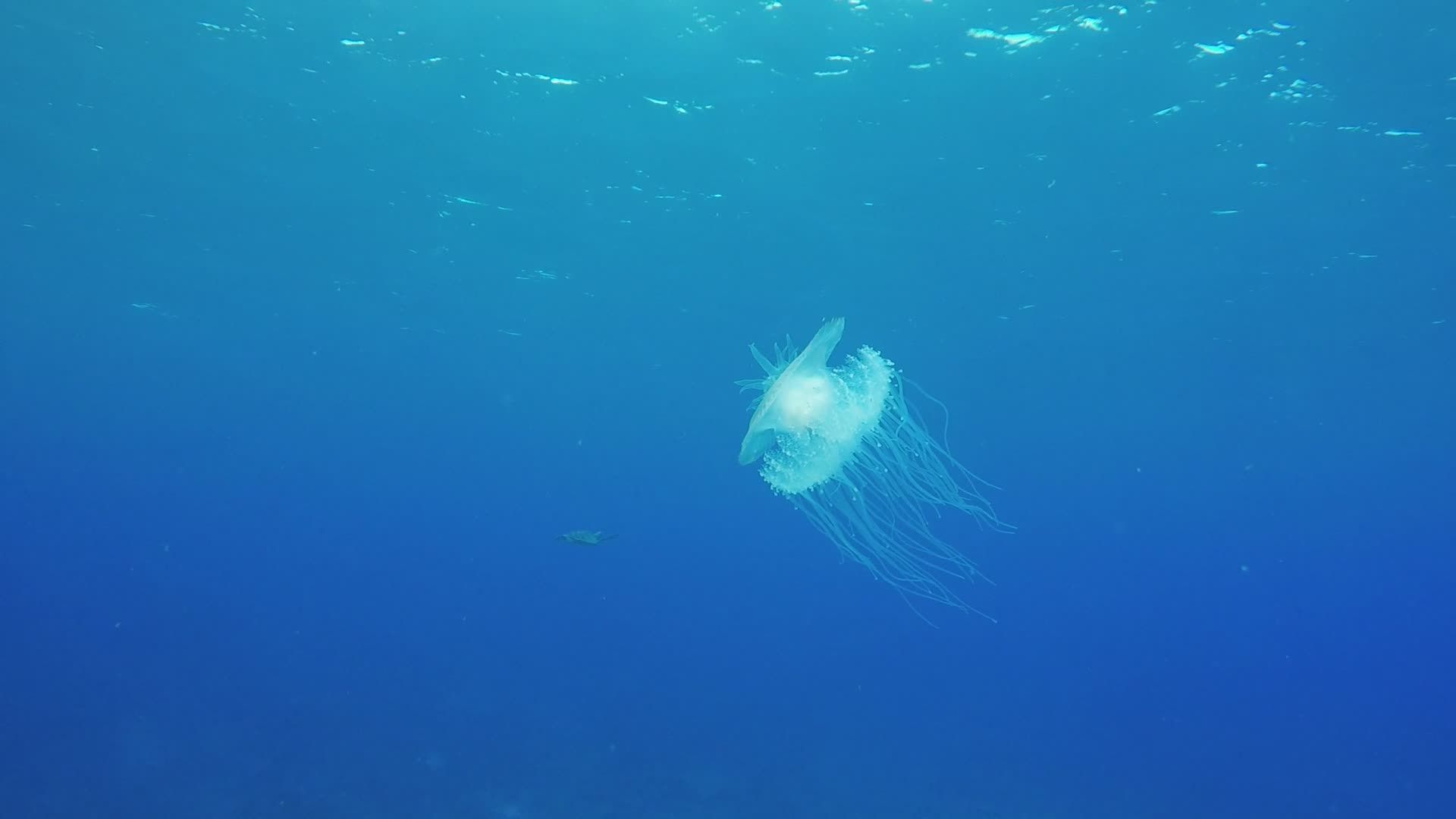 Graceful Jellyfish Floating in Blue Ocean Depths Free Stock Video ...