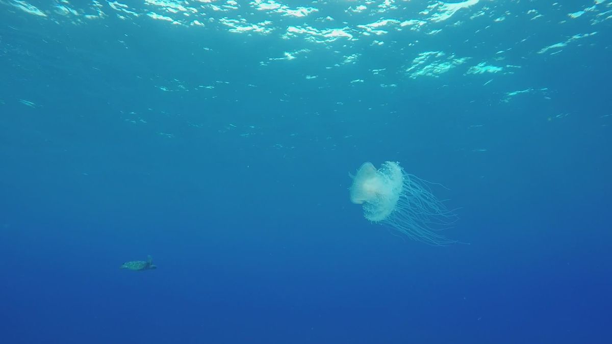 Graceful Jellyfish Floating in Blue Ocean Depths Free Stock Video ...